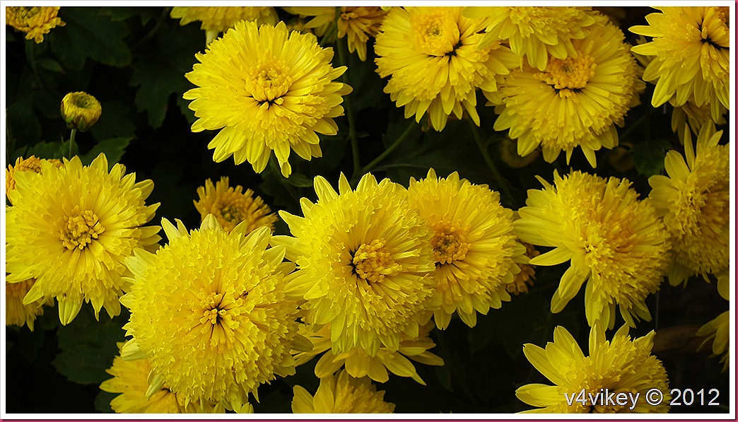 Yellow Color Chrysanthemum Flower  Wallpaper Tadka