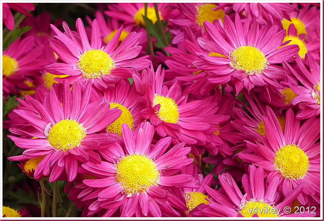 Magenta Color Chrysanthemum Flower  Wallpaper Tadka