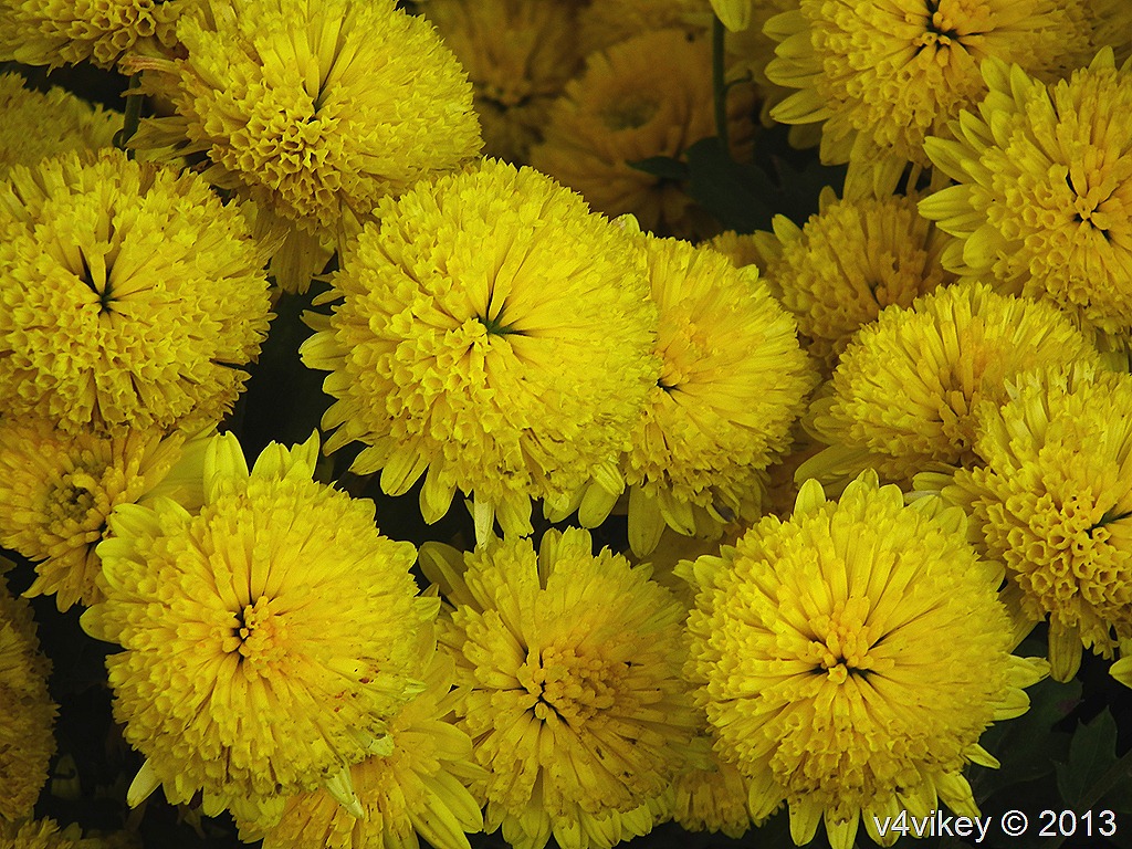 thoughts on “ Chrysanthemum – Yellow Flowers ”