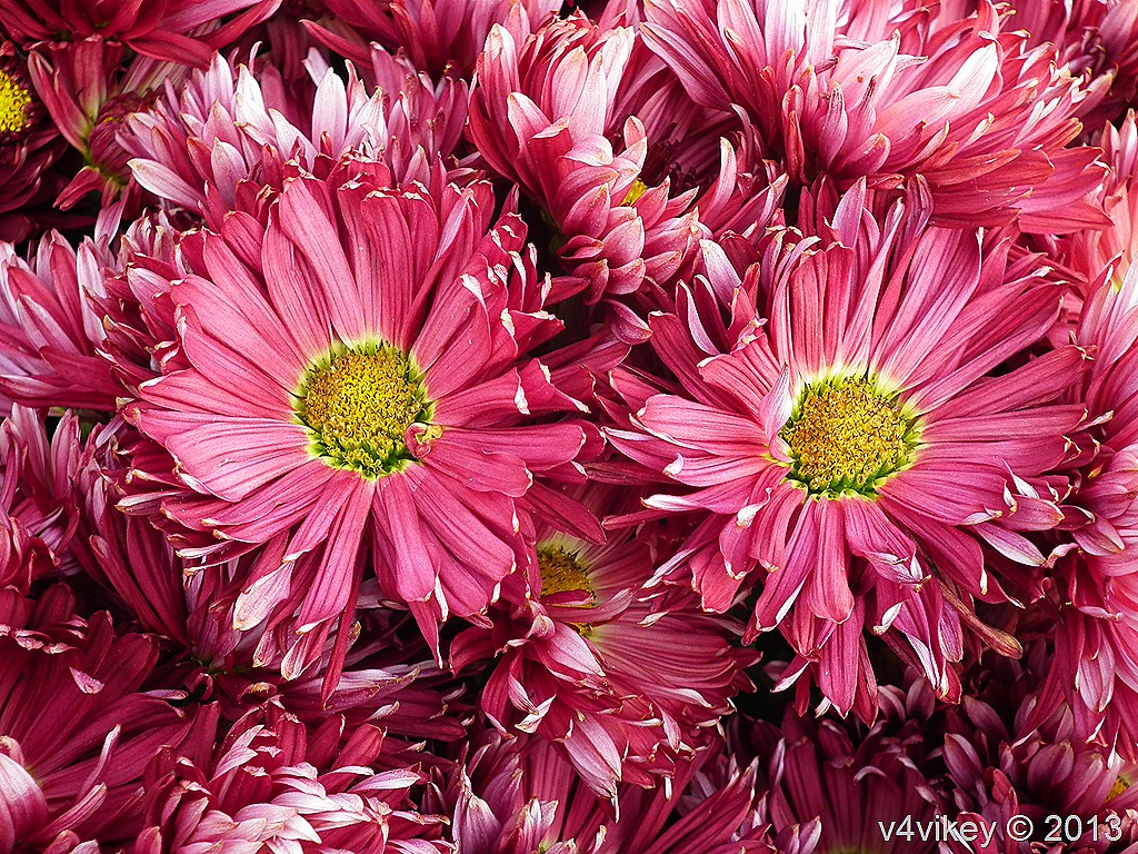 Magenta Color Chrysanthemum Flowers  Wallpaper Tadka