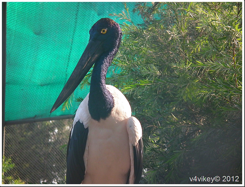 Large Painted Stork–Photographs