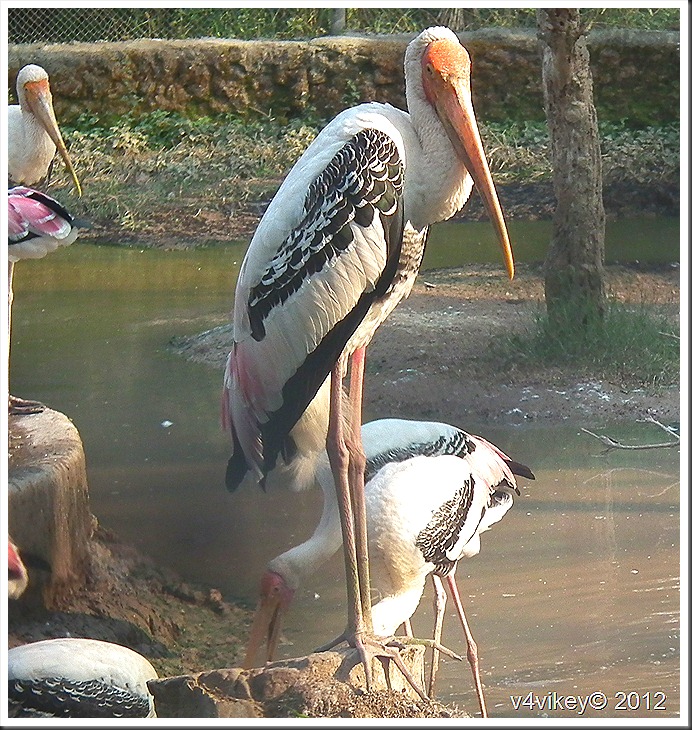 The Painted Stork–Photographs