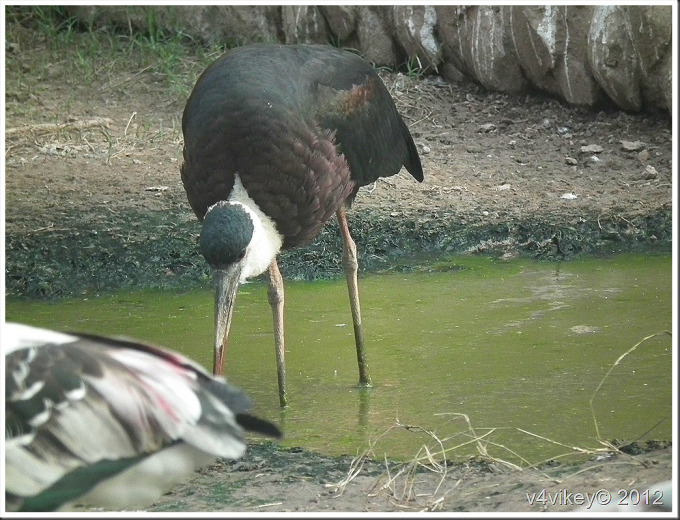 The Painted Stork 2