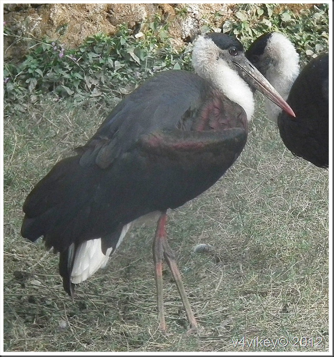 The Painted Stork 3
