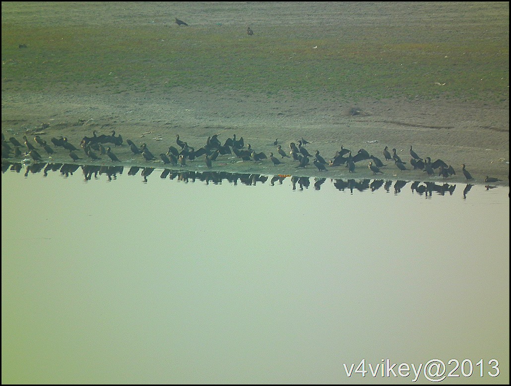 Black Birds sitting on a river bank