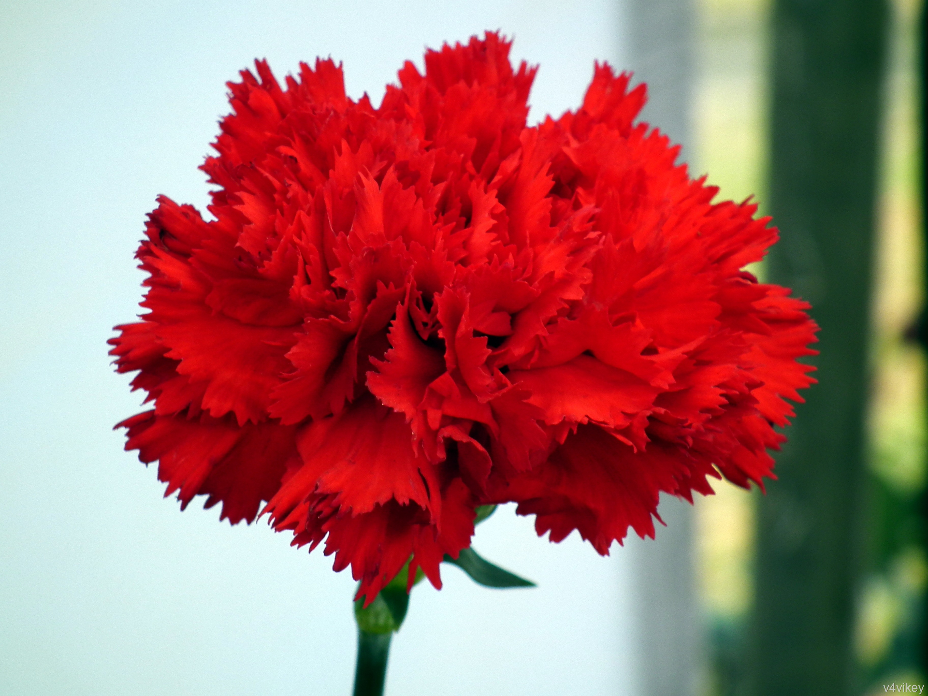Red Carnation Flower Hd Wallpaper Executive Training Dubai