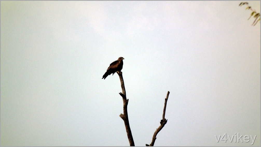 Alone Bird