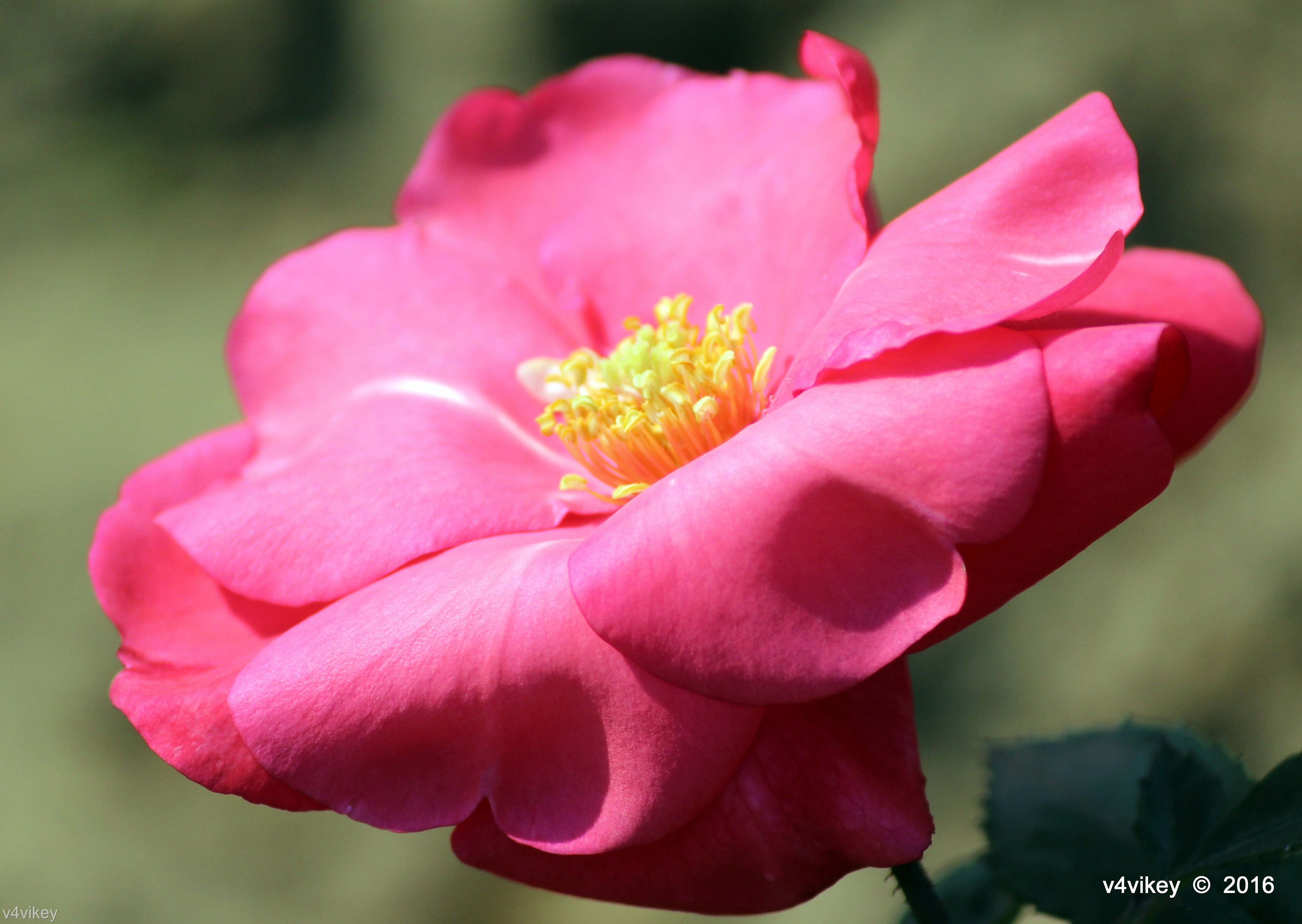 Pink color rose flower wallpaper – Photo Trap