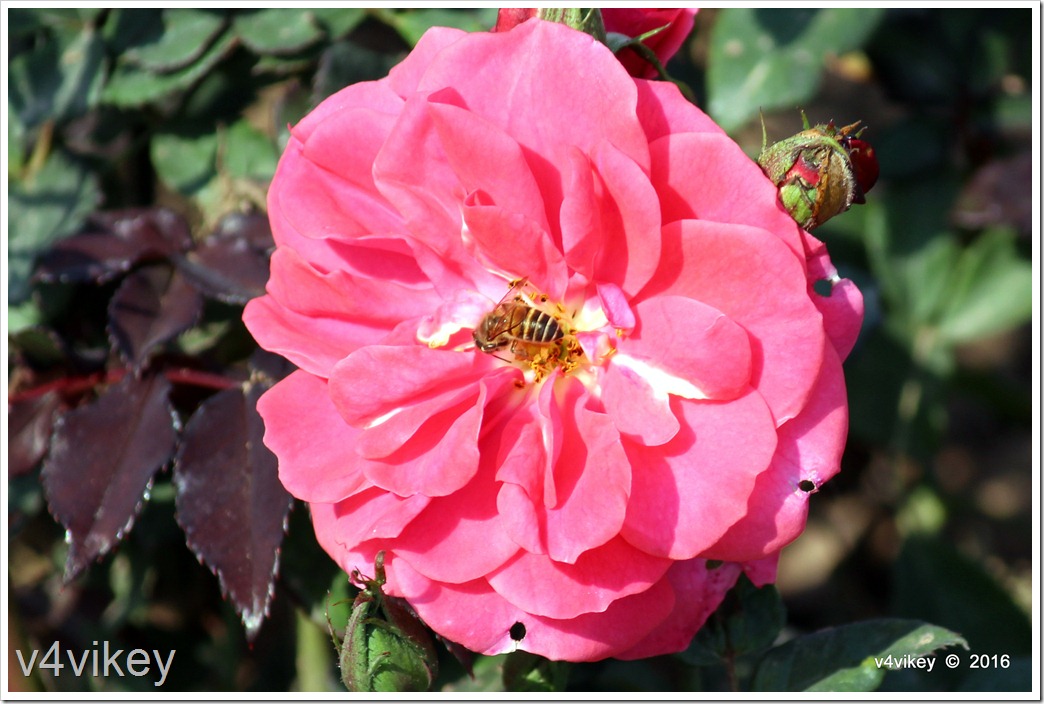 Pink Color Vigorosa Rose Flower